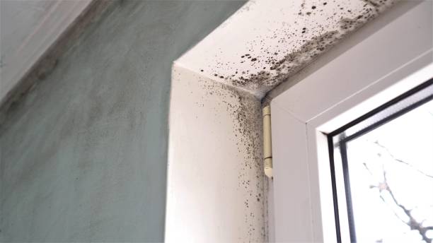 Best Bathroom Mold Remediation in Dent, OH