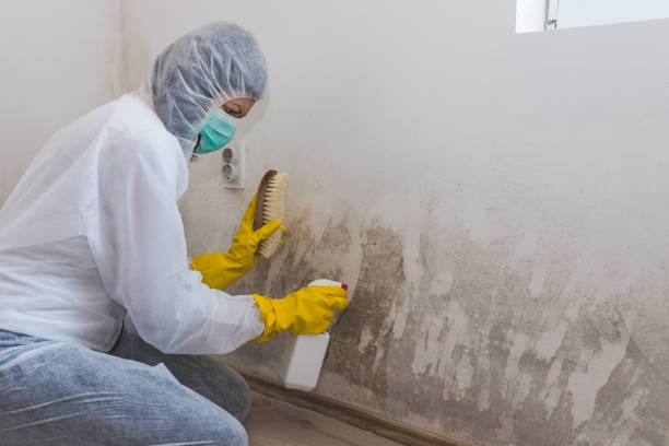 Best Insurance-Related Mold Remediation in Dent, OH