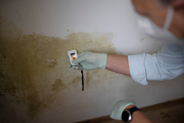 Best Black Mold Remediation in Dent, OH