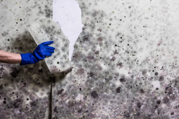 Best Residential Mold Remediation in Dent, OH